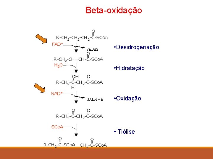 Beta-oxidação FADH 2 • Desidrogenação • Hidratação NADH + H • Oxidação • Tiólise