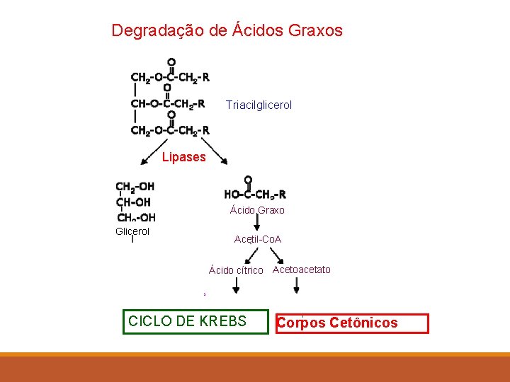 Degradação de Ácidos Graxos Triacilglicerol Lipases Ácido Graxo Glicerol Acetil-Co. A Gliceraldeído 3 P