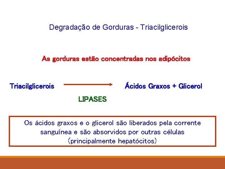 Degradação de Gorduras - Triacilglicerois As gorduras estão concentradas nos adipócitos Triacilglicerois Ácidos Graxos