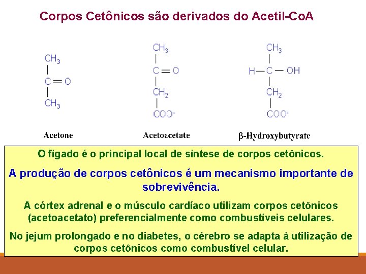 Corpos Cetônicos são derivados do Acetil-Co. A O fígado é o principal local de