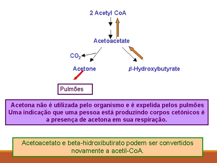 Pulmões Acetona não é utilizada pelo organismo e é expelida pelos pulmões Uma indicação