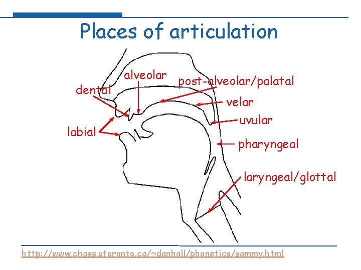 Places of articulation dental labial alveolar post-alveolar/palatal velar uvular pharyngeal laryngeal/glottal http: //www. chass.