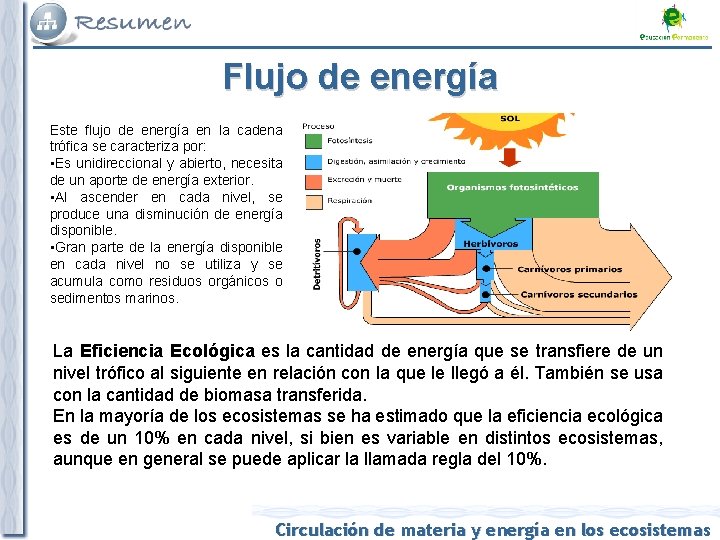 Flujo de energía Este flujo de energía en la cadena trófica se caracteriza por: