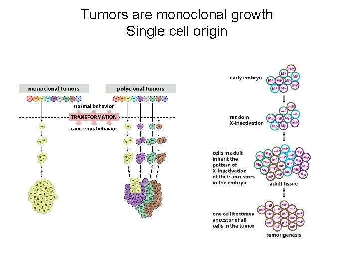 Tumors are monoclonal growth Single cell origin 