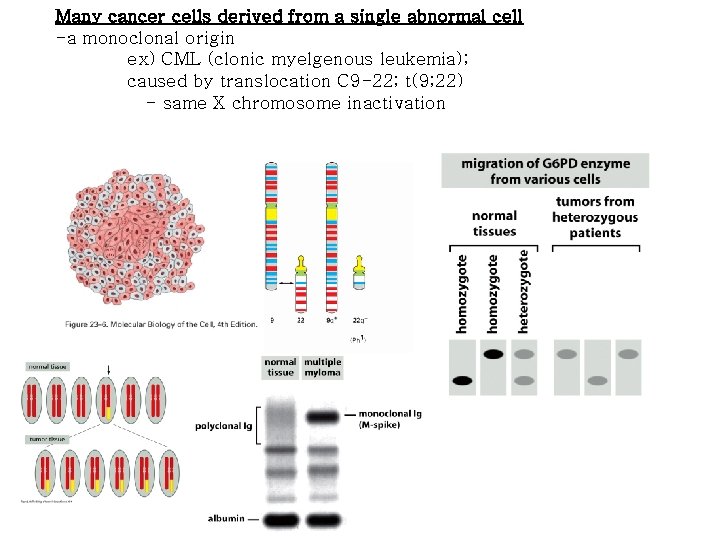 Many cancer cells derived from a single abnormal cell -a monoclonal origin ex) CML