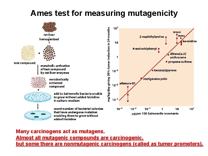 Ames test for measuring mutagenicity Many carcinogens act as mutagens. Almost all mutagenic compounds