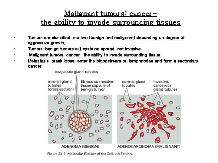 Malignant tumors: cancerthe ability to invade surrounding tissues • • Tumors are classified into