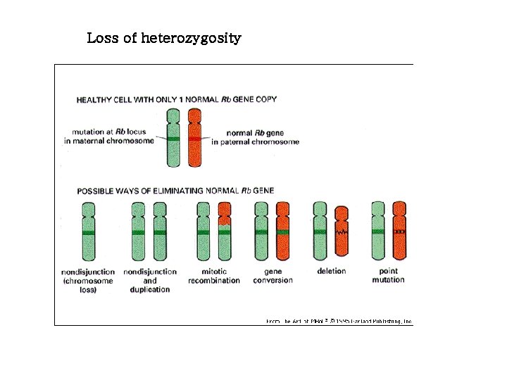 Loss of heterozygosity 