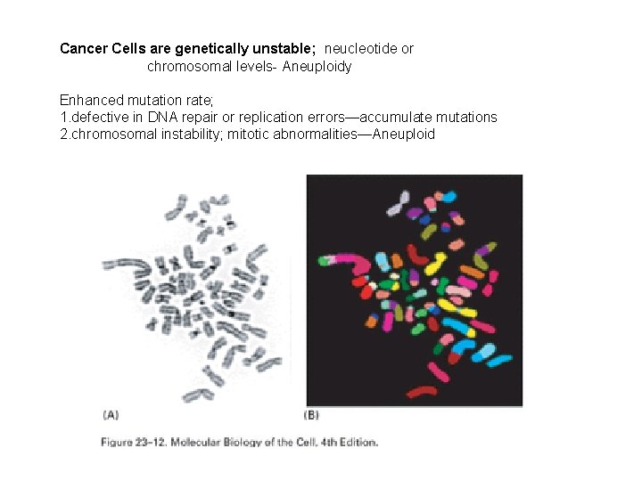 Cancer Cells are genetically unstable; neucleotide or chromosomal levels- Aneuploidy Enhanced mutation rate; 1.