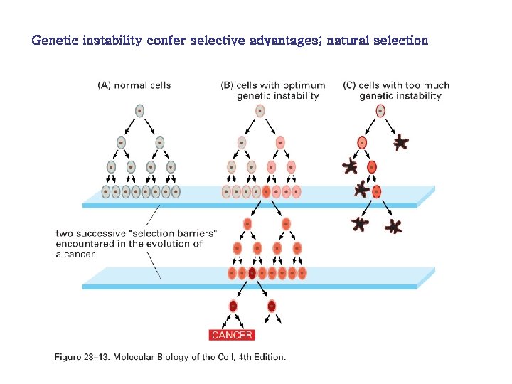 Genetic instability confer selective advantages; natural selection 