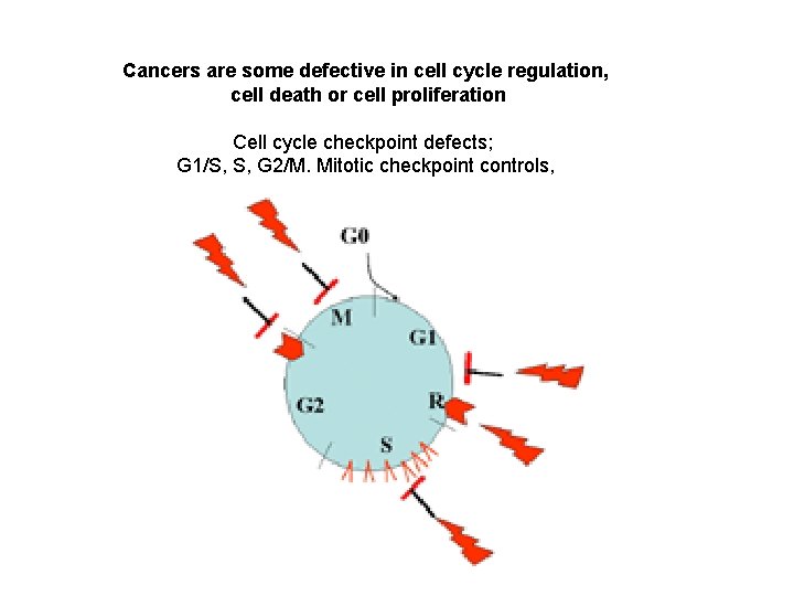 Cancers are some defective in cell cycle regulation, cell death or cell proliferation Cell
