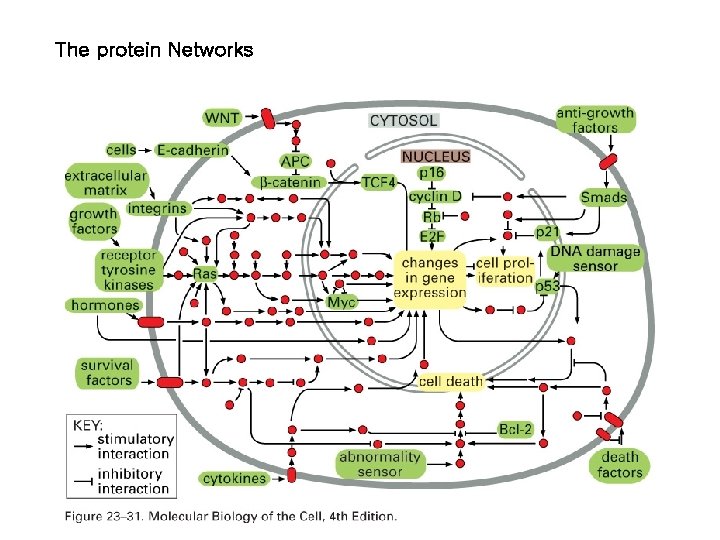 The protein Networks 