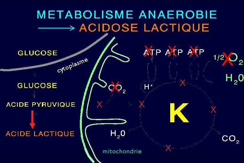 X X X e m s opla X cyt X X mitochondrie X X