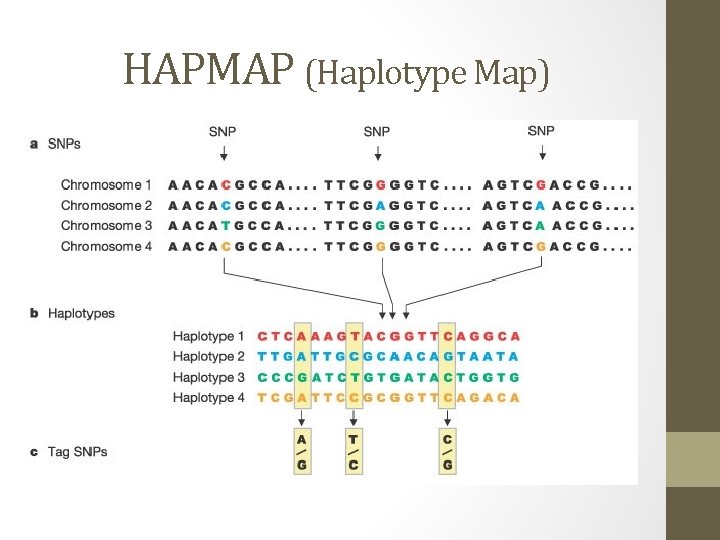 HAPMAP (Haplotype Map) 