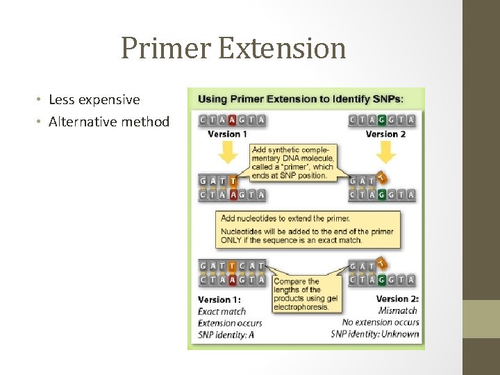 Primer Extension • Less expensive • Alternative method 