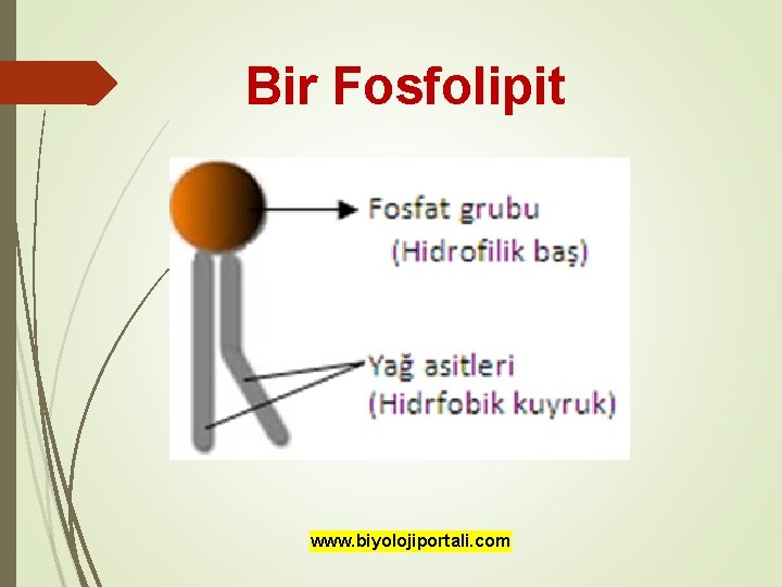 Bir Fosfolipit www. biyolojiportali. com 