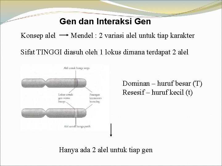 Gen dan Interaksi Gen Konsep alel Mendel : 2 variasi alel untuk tiap karakter