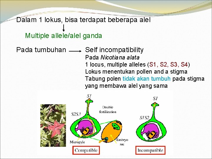 Dalam 1 lokus, bisa terdapat beberapa alel Multiple allele/alel ganda Pada tumbuhan Self incompatibility