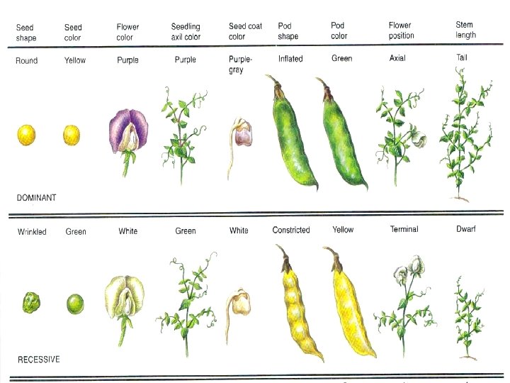 Sifat-sifat Pisum sativum 