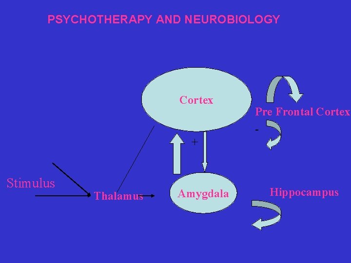 PSYCHOTHERAPY AND NEUROBIOLOGY Cortex Pre Frontal Cortex - + Stimulus Thalamus Amygdala Hippocampus 