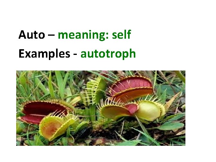 Auto – meaning: self Examples - autotroph 