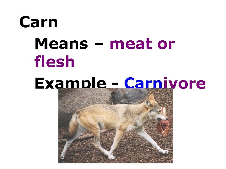 Carn Means – meat or flesh Example - Carnivore 