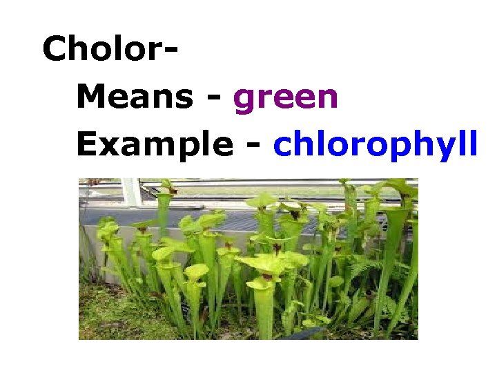 Cholor. Means - green Example - chlorophyll 