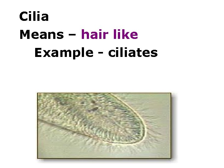 Cilia Means – hair like Example - ciliates 