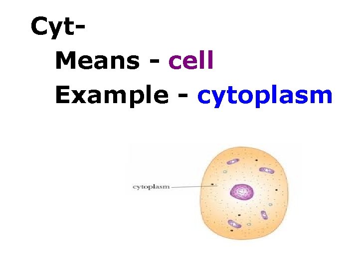 Cyt. Means - cell Example - cytoplasm 