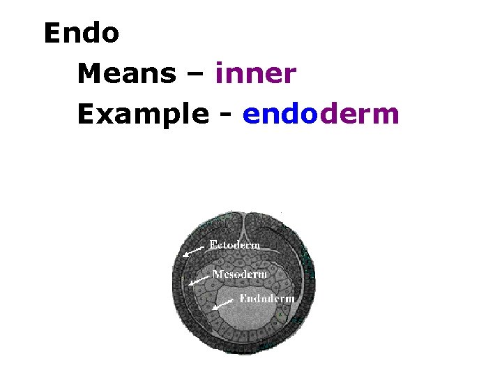 Endo Means – inner Example - endoderm 