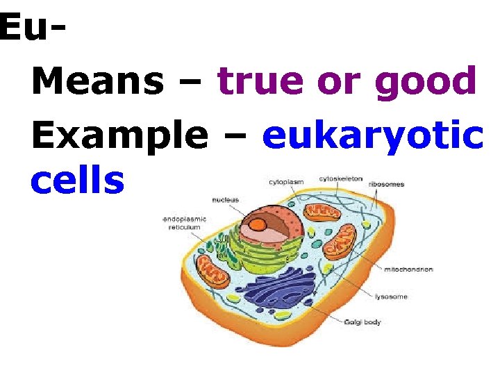 Eu. Means – true or good Example – eukaryotic cells 