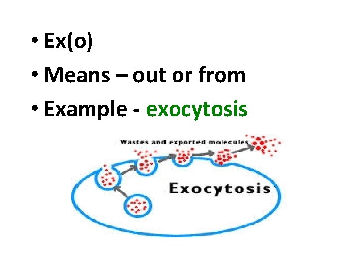  • Ex(o) • Means – out or from • Example - exocytosis 
