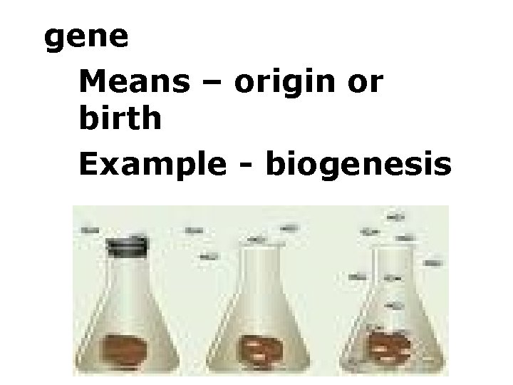 gene Means – origin or birth Example - biogenesis 