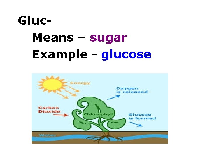 Gluc. Means – sugar Example - glucose 