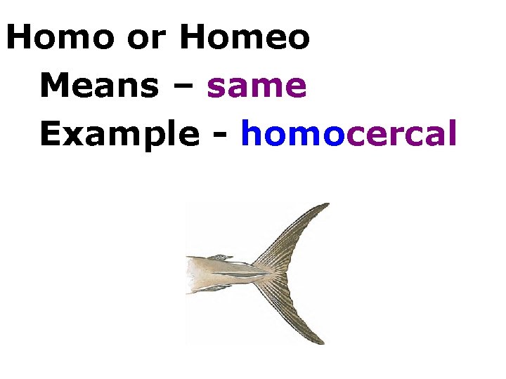 Homo or Homeo Means – same Example - homocercal 
