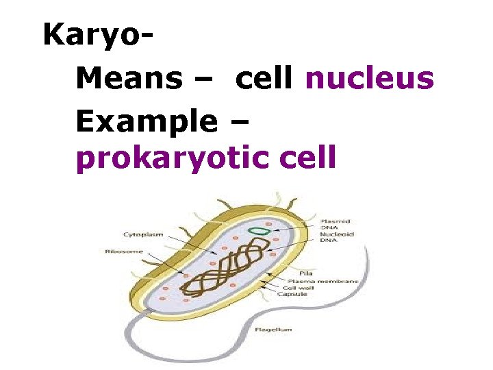 Karyo. Means – cell nucleus Example – prokaryotic cell 