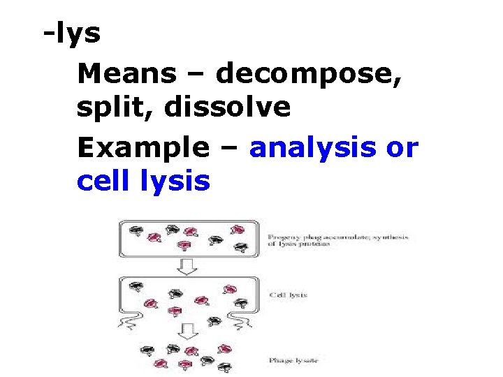 -lys Means – decompose, split, dissolve Example – analysis or cell lysis 
