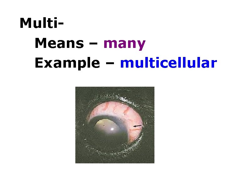 Multi. Means – many Example – multicellular 