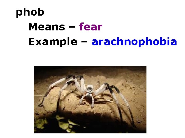 phob Means – fear Example – arachnophobia 