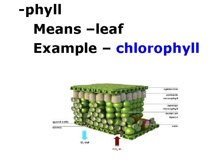 -phyll Means –leaf Example – chlorophyll 