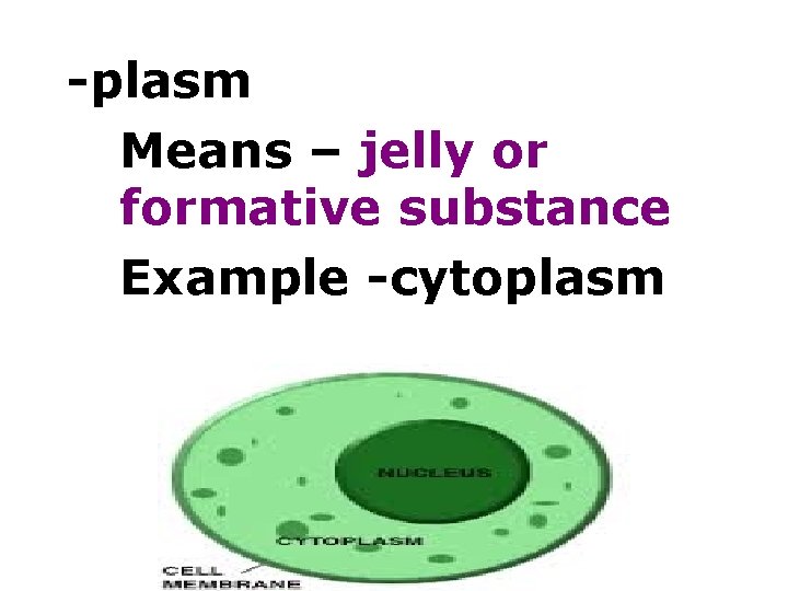 -plasm Means – jelly or formative substance Example -cytoplasm 