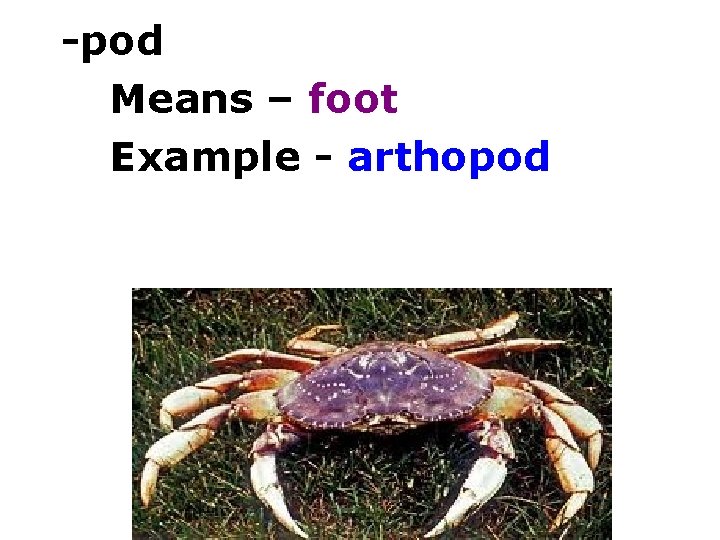 -pod Means – foot Example - arthopod 