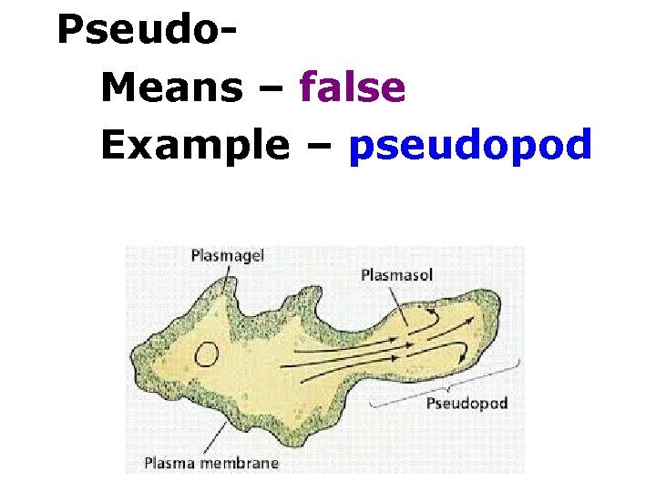 Pseudo. Means – false Example – pseudopod 
