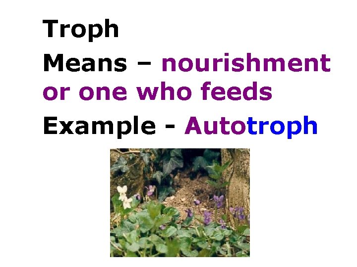 Troph Means – nourishment or one who feeds Example - Autotroph 
