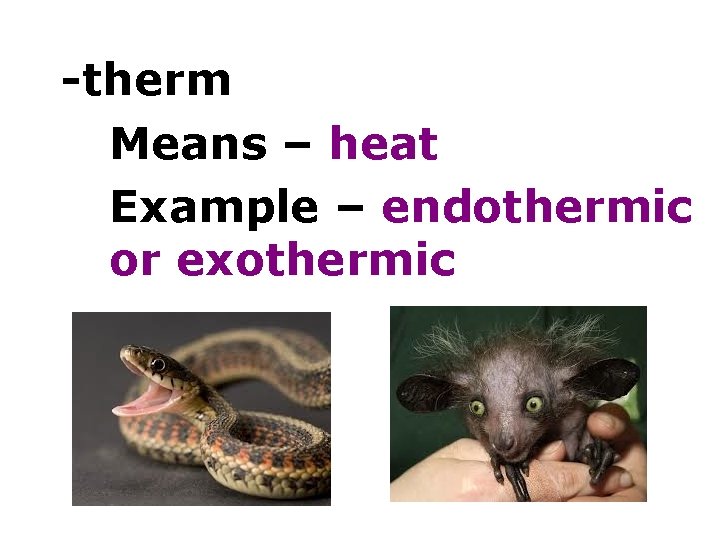 -therm Means – heat Example – endothermic or exothermic 