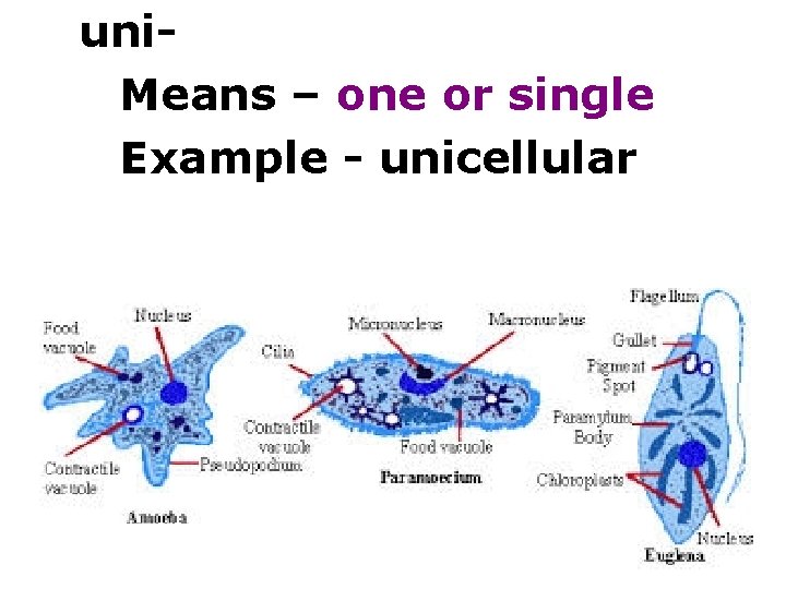 uni. Means – one or single Example - unicellular 
