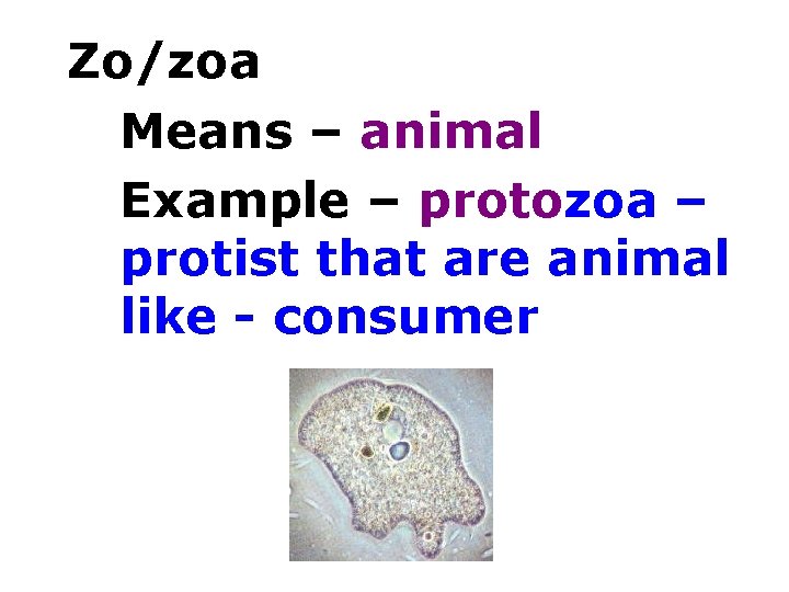 Zo/zoa Means – animal Example – protozoa – protist that are animal like -