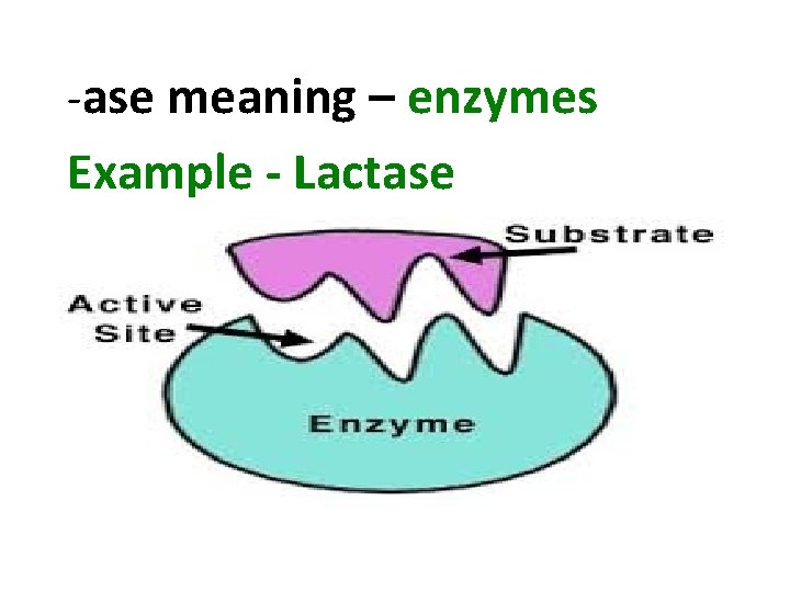 -ase meaning – enzymes Example - Lactase 