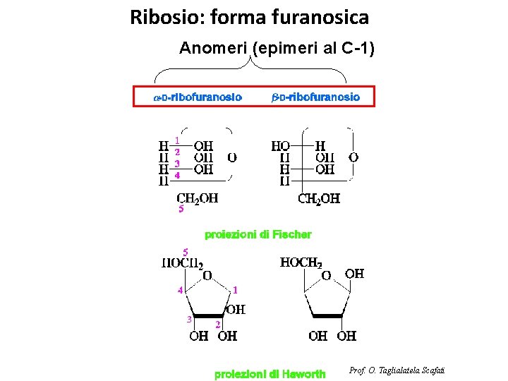 Ribosio: forma furanosica Anomeri (epimeri al C-1) Prof. O. Taglialatela Scafati 