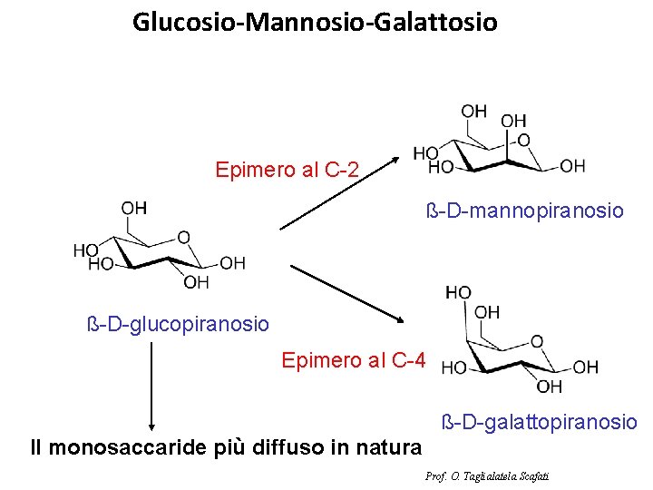 Glucosio-Mannosio-Galattosio Epimero al C-2 ß-D-mannopiranosio ß-D-glucopiranosio Epimero al C-4 ß-D-galattopiranosio Il monosaccaride più diffuso